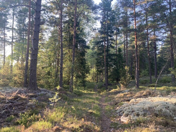 Soligt skogsparti med tallar, stig, mossa och markvegetation. Fridfullt och naturskönt landskap.