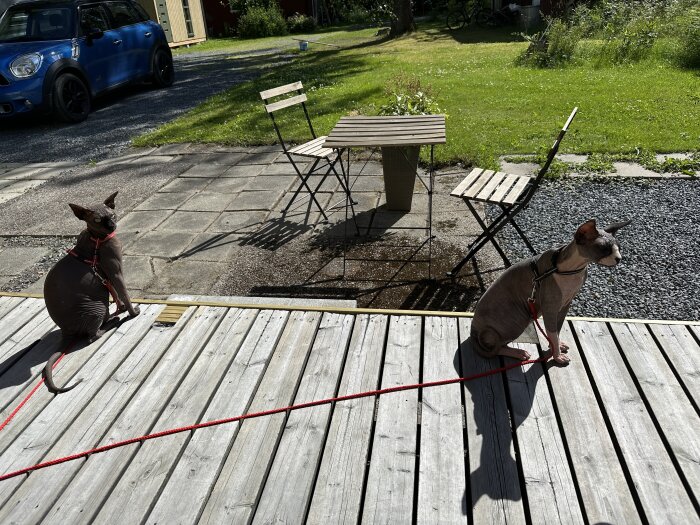 Två sphynxkatter på en träveranda, solljus, trädgårdsmöbler, gräs, blå bil, kopplade med röda koppel.