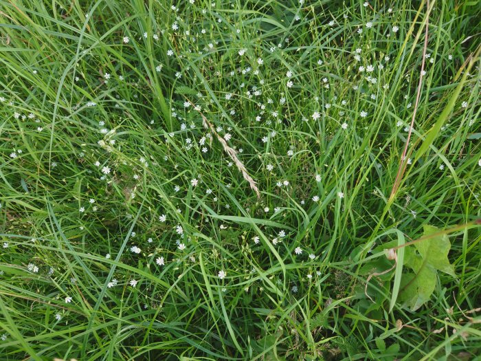 Naturlig äng med grönt gräs och små vita blommor. Utomhus, dagtid, närbild av vegetation.