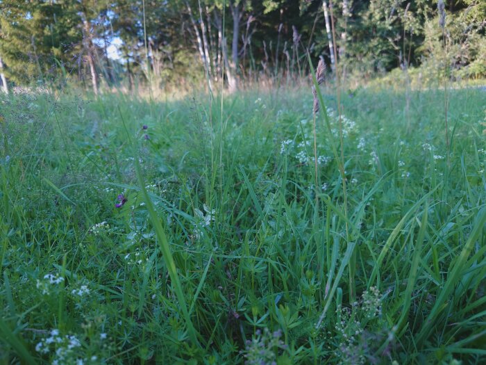 Grönt gräs och vilda blommor i förgrunden, skog i bakgrunden, naturligt dagsljus, sommar eller vår.