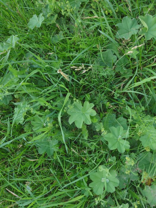 Grönt gräs och varierade växter i närhet. Naturlig växtlighet, detaljerad grönska, ingen synlig mänsklig inverkan.