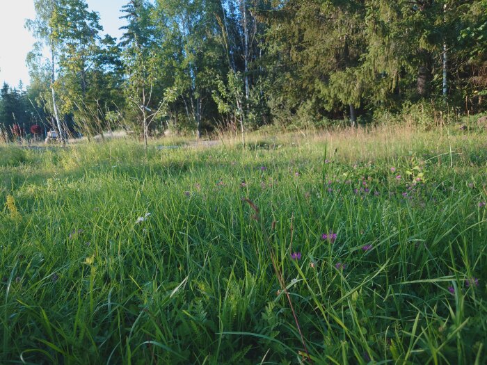 Grönt gräsfält, blommor, träd i bakgrunden, soligt, dagtid, natur, skogsbryn, friluftsmiljö.