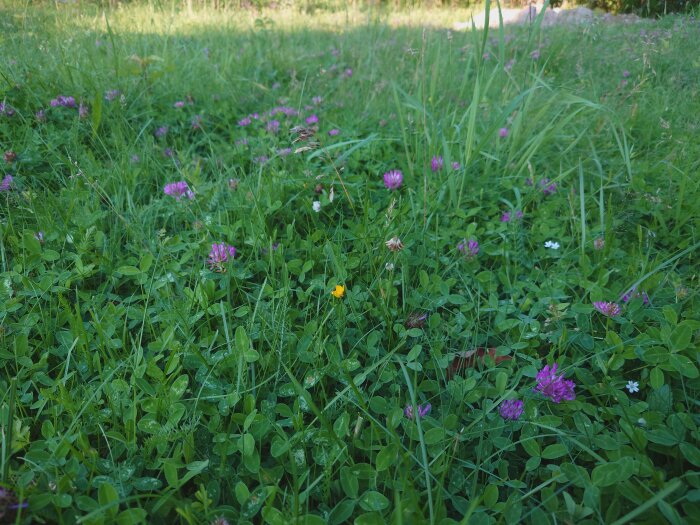 Ojämn gräsmatta med blandade blommor och gröna blad, naturligt ljus, utomhus i dagsljus.