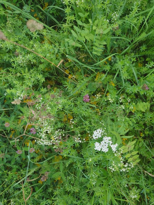 Täta gröna växter och blommor i varierande färger, naturlig flora, oredigerad, dagsljus, utomhus.