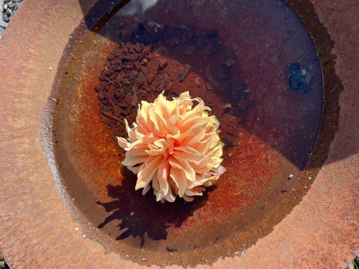 En blomma flyter på vatten i rostig metallbehållare med reflekterande yta och solljus.