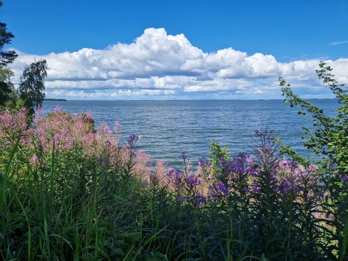 Vackert landskap med sjö, himmel, moln och vildblommor i förgrunden. Ser fridfullt och naturskönt ut.