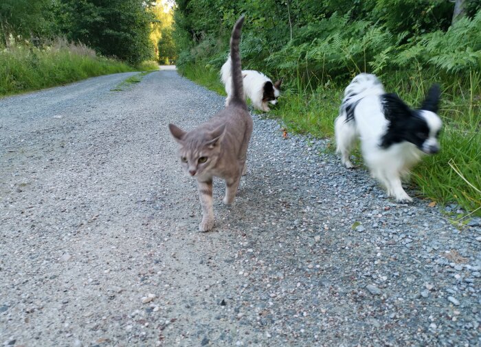 En katt och två hundar på en grusväg omgiven av grönska.