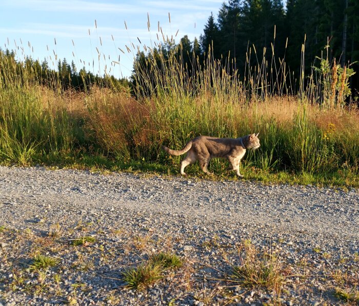 En grå katt promenerar längs en grusväg bredvid högt gräs och träd.