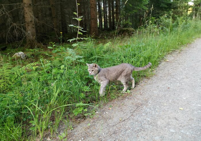 En grå katt går på en stig bredvid en skog.