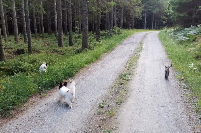 Två hundar och en katt promenerar på en grusväg i skogen.