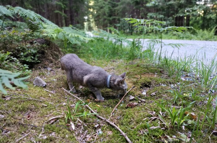 Grå katt utforskar skogsmark, grönska runtomkring, sele på, naturstig i bakgrunden.