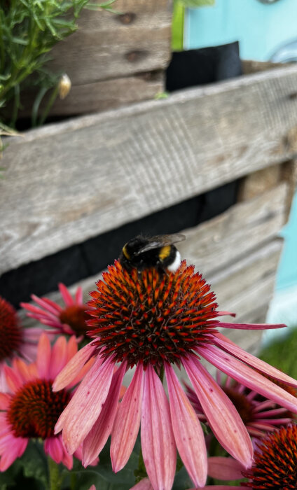 Ett bi på rödorange Echinacea-blommor, med suddig träbakgrund, närbild, färgglad, natur, pollinering, sommardag.