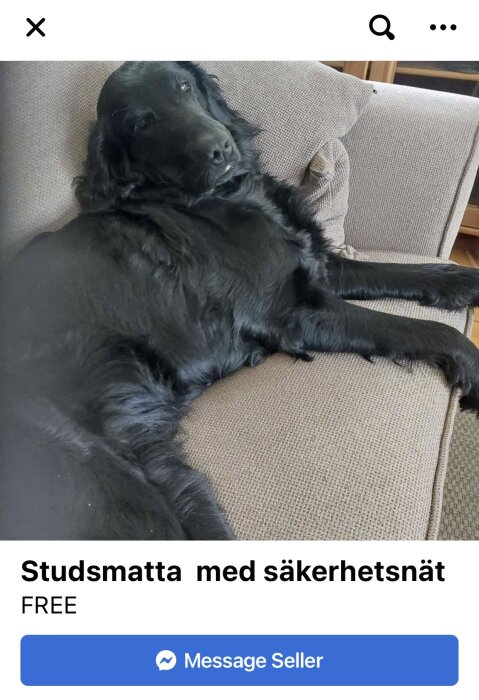 Svart hund avslappnad på soffa, ser mot kameran. Annonstext missmatchar bilden. Skämtsamt inlägg.