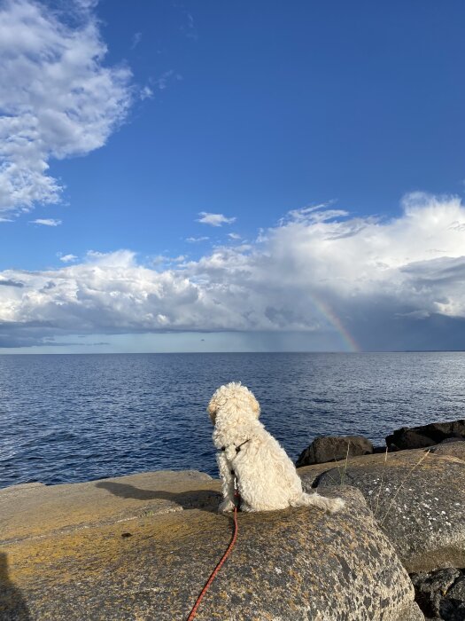 Hund sitter på klippa framför sjö och skådar regnbåge under dramatisk himmel.