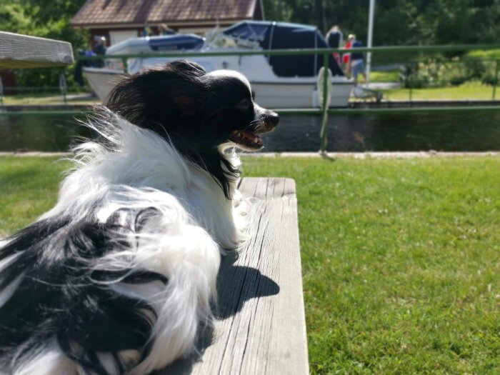 Svart-vit hund på brygga, solig dag, båt och personer i bakgrunden, grönt gräs, avkopplande sommarscen.