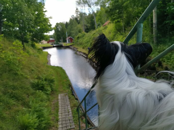 Hund ser på kanal omgärdad av grönska och en småbåtshamn med röda hus.