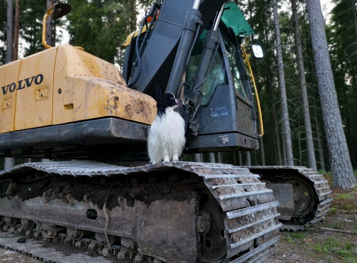 En svart och vit hund sitter på en smutsig Volvo grävmaskin i en skog.