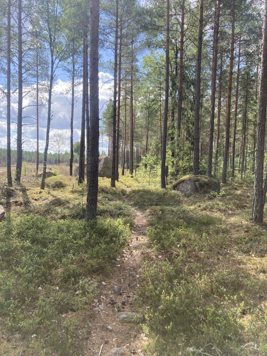 Stig genom ljus, barrskog med stenar och lingonris en solig dag.