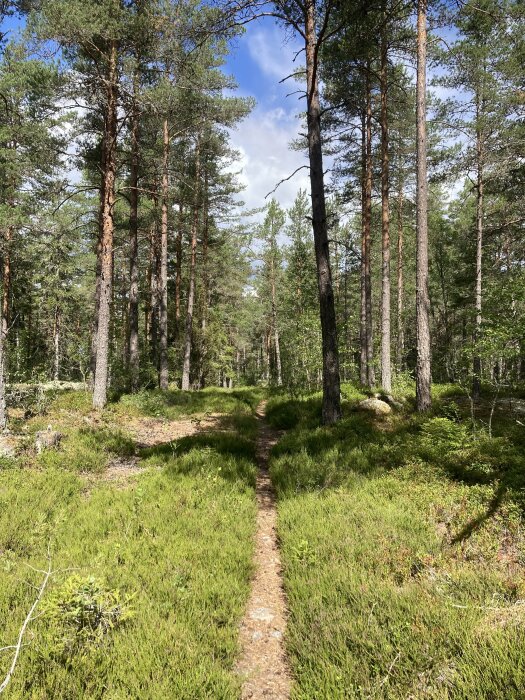 Skogsstig, grönt gräs, tallträd, solljus, klar himmel, naturlig stig, lugnt, vildmark, utomhus, dagtid.