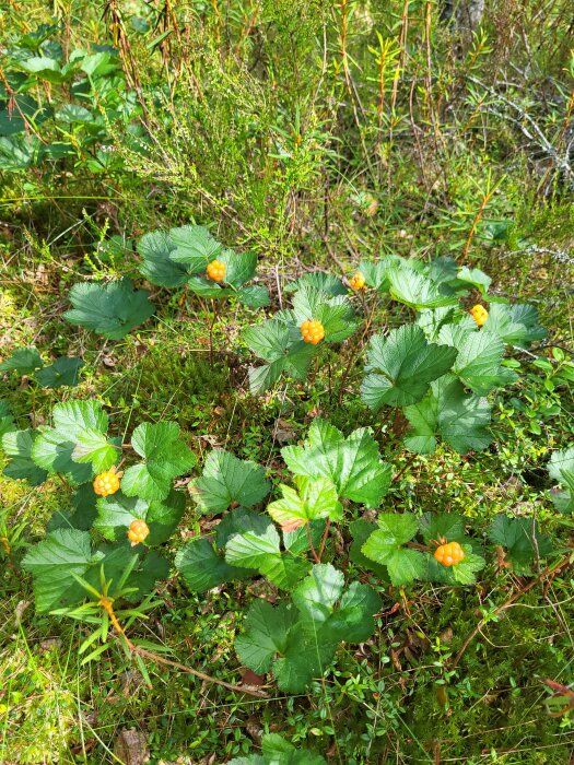 Gröna blad, omogna smultron, gräsmark, skogsundervegetation, naturligt dagsljus, sommar eller vår.