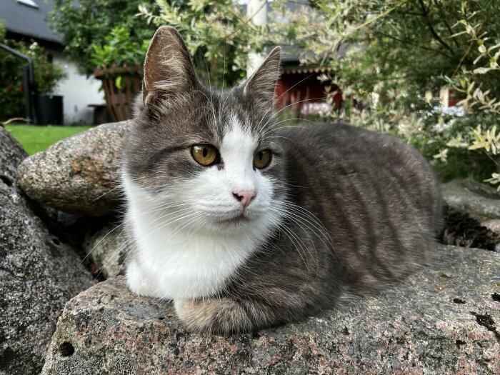 Gråvit katt ligger på sten, med grön trädgård och rött hus i bakgrunden.