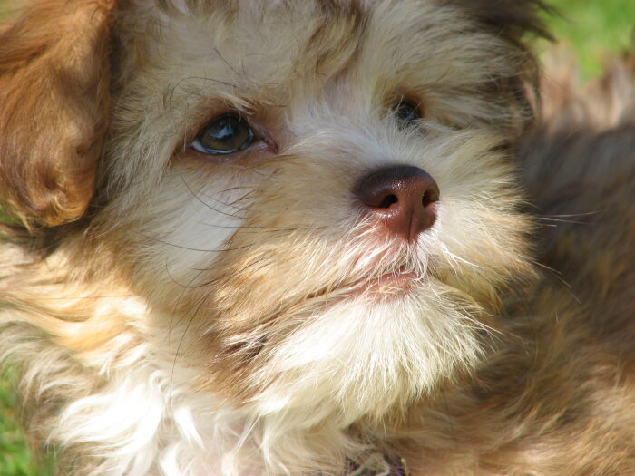 Närbild av en söt hundvalp med fluffig päls och stora, uttrycksfulla ögon i solljus.