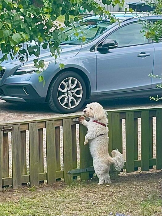 Hund på bakbenen tittar över staket vid bil och grönska.