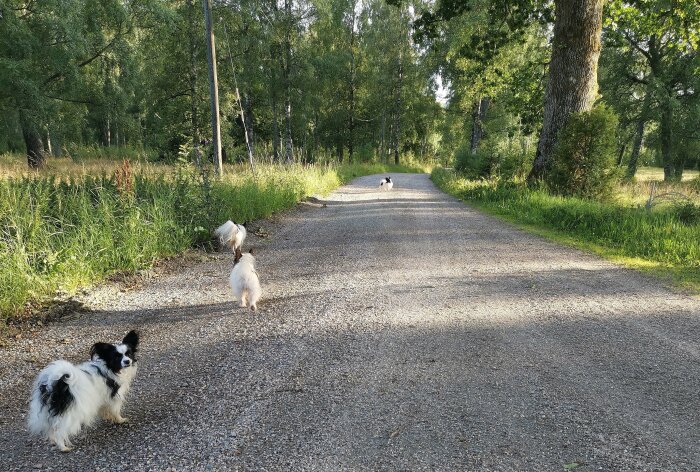 Två hundar på en grusväg omgiven av träd och grönska, en lugn sommardag.