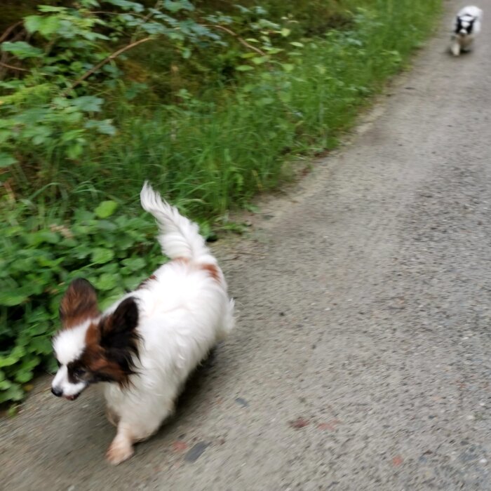 Två hundar promenerar på en stig, omgiven av grönska, förgrunds hund i rörelseoskärpa.