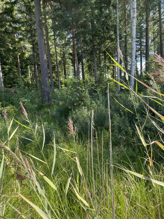 En solig bild av högt gräs i förgrunden med en täthet av träd bakom.