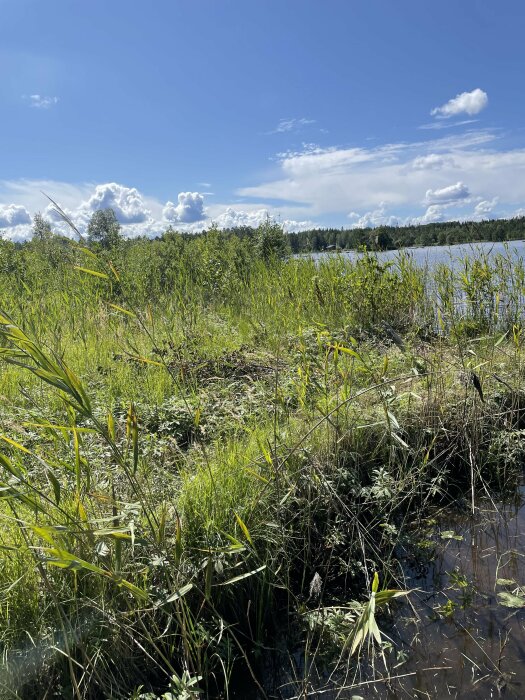 En frodig våtmark med högt gräs vid en sjö, under en klarblå himmel med fluffiga moln.
