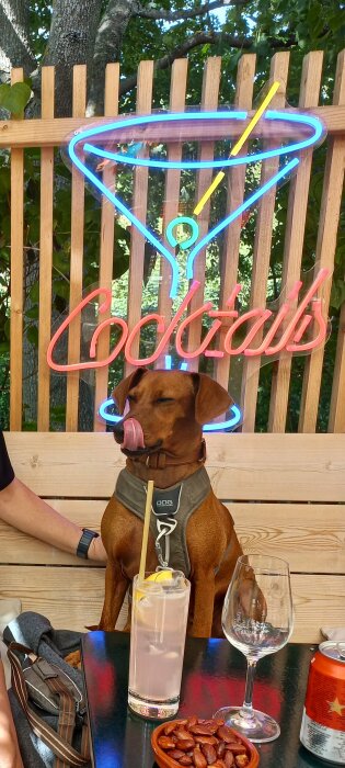 Hund vid bord med sugrör i munnen, cocktaillampa ovanför, glas, snacks och personens arm synlig.
