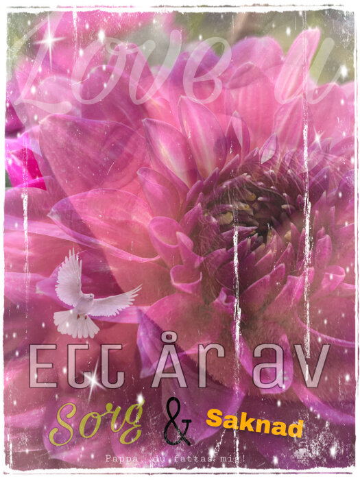 En minnesbild med rosa blomma, glittrande effekter, duva, texten "Ett år av Sorg & Saknad Pappa, du fattas mig!"