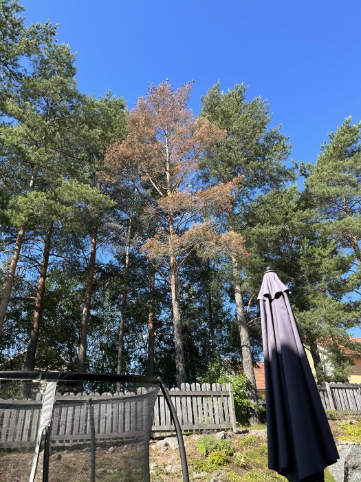 Trädgård med trampolin, stängt parasoll, trästaket, barrträd och ett lövträd med bruna löv under blå himmel.