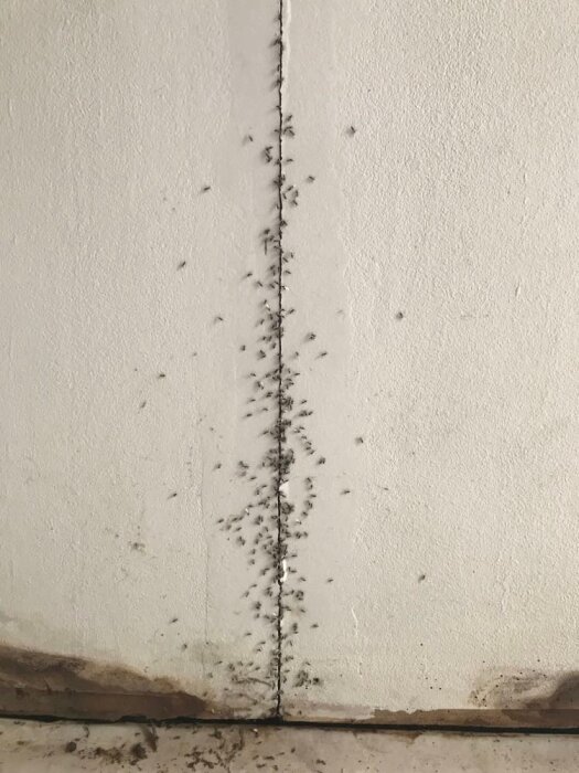 Myror på en vägg bildar en linje uppåt från en spricka vid golvet.