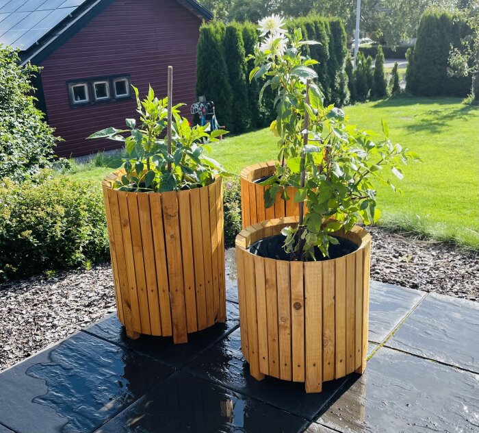 Två träplanteringskärl med blommande växter på svart underlag, soligt, grönt gräs, röd husfasad i bakgrunden.