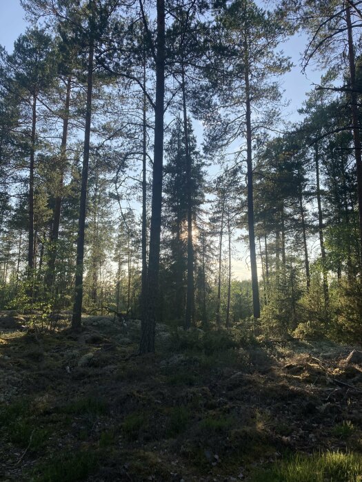 Skogsmark med barrträd, ljusstrimmor, trolsk stämning, grönt mossa, kvälls- eller morgonsol.