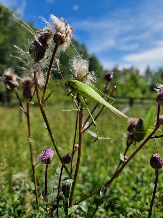 En gräshoppa sitter på en gren med visnande blommor och frön mot en blå himmel.