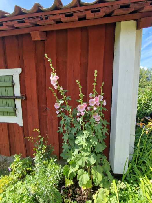 Trädgård med blommande växt framför röd stuga, grönt fönsterlucka, soligt, traditionell svensk lantlig miljö.