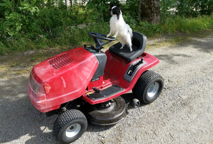 Hund sitter på röd gräsklippare utomhus, grönska i bakgrunden, klipparen är parkerad på grus.