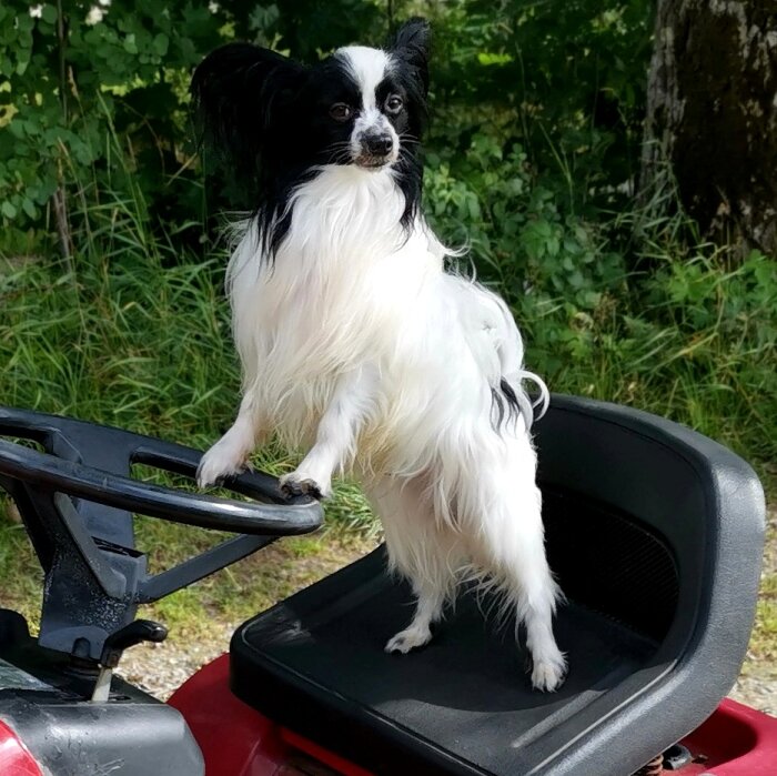 Svartvit hund står på en röd gräsklippare, ser uppmärksamt ut, grönska i bakgrunden.