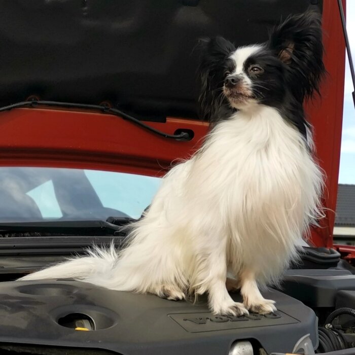 En svartvit hund sitter på en öppen motorhuv till en röd bil.