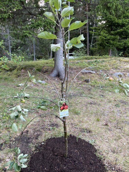 Ungt äppelträd planterat i trädgård, märkesetikett, bakgrund av skogsträd och gräs.