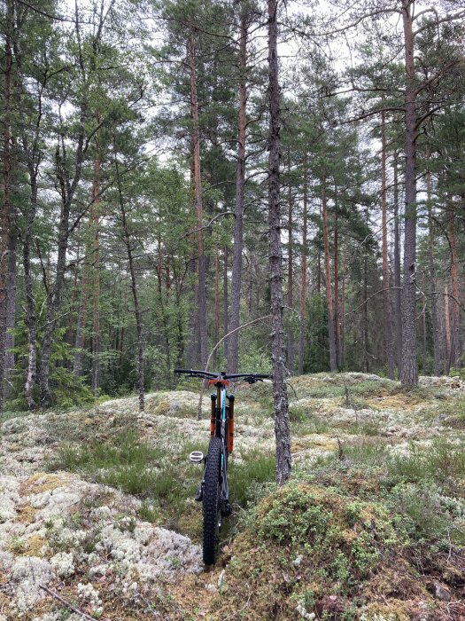 Mountainbike i skog, tallar, mossa, natur, ingen person synlig, utomhusäventyr, stillsamhet, cykeltur.
