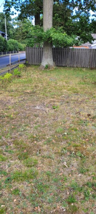 Träd nära staket, ojämnt gräs, bostadsområde, löv, blommor, gatlykta, stig, dagsljus.