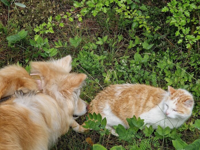 Två hundar intresserade av en sovande, orangevit katt i grönt gräs.