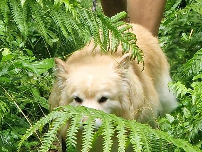 En ljus hund som gömmer sig bland gröna ormbunkar och växtlighet i skogen.