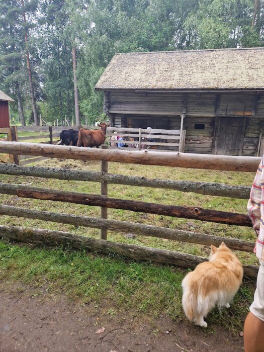 Gårdsdjur nära träbyggnad, staket, träd, hund och persondel i förgrunden. Lantlig, lugn atmosfär.