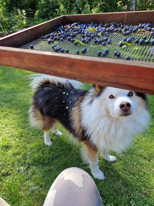 En nyfiken hund under ett bord med blåbär och löv på dess päls, trädgård i bakgrunden.