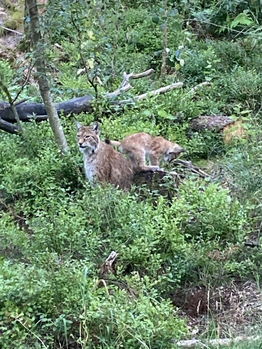 Två lodjur i grönskande skogsmiljö, en vaken och en som vilar.